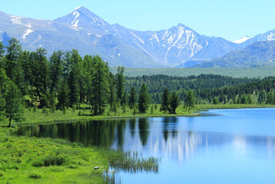 Alpine altai lake kidelyu with a forest against the background of snow-capped mountain peaks, summer