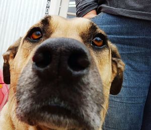 Close-up portrait of a dog