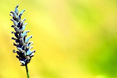 Close-up of yellow flower