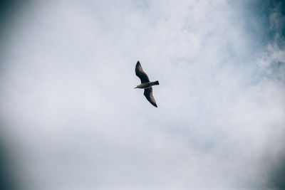 Low angle view of seagull flying