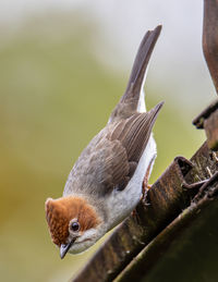 Close-up of bird perching on branch