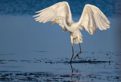 Gray heron in lake