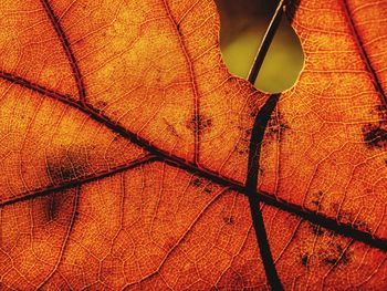 Close-up of orange