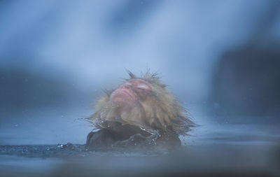 Snow monkey in a hot spring, nagano, japan.