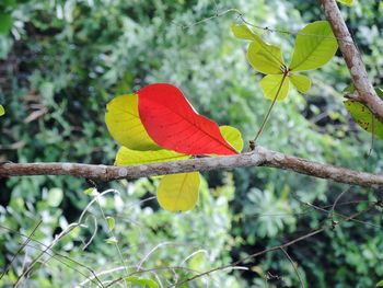 Close-up of red leaves on branch