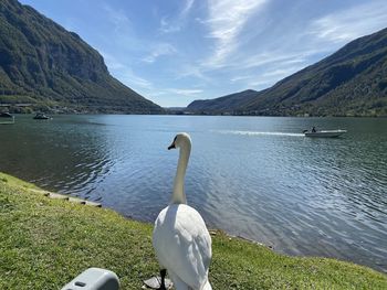 Swan on lake against mountains