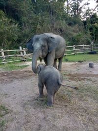 Elephant on grass against trees