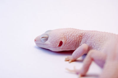 Close-up of hand holding fish against white background