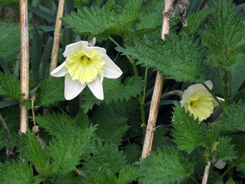 Close-up of flower growing on plant