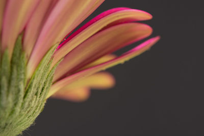 Close-up of orange flower blooming at night