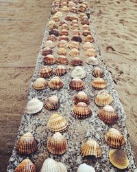 High angle view of seashell on sand