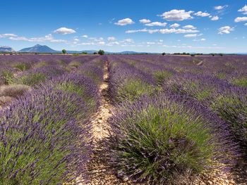 Plants growing on field against sky