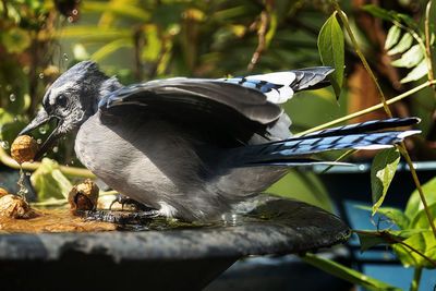 Close-up of bird flying