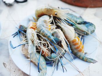 High angle view of fish in plate on table