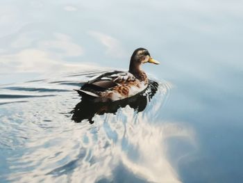 Bird flying over a lake