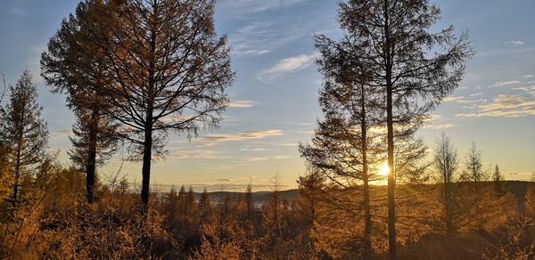 Bare trees on field against sky during sunset