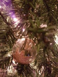 Close-up of christmas tree in water