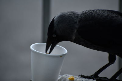 Close-up of bird drinking glass