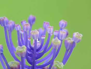 Close-up of purple flowers