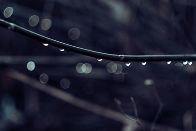 Close-up of raindrops on plant