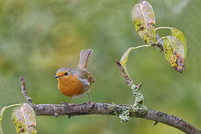 Close-up of bird perching on branch