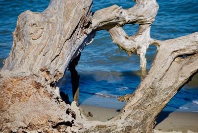 Close-up of driftwood on tree trunk by sea