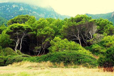 Scenic view of forest