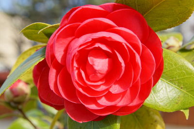 Close-up of red rose flower