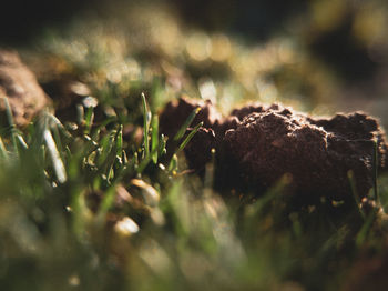 Close-up of plants growing on field