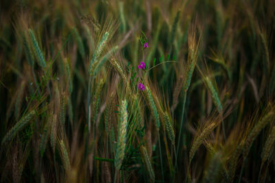 Purple flowers blooming in wheat field