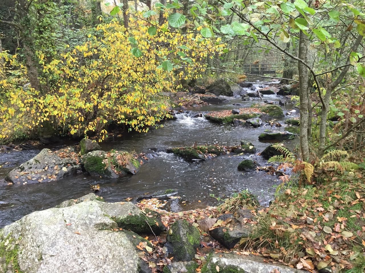 water, stream, forest, rock - object, beauty in nature, nature, tree, tranquility, scenics, tranquil scene, river, growth, plant, flowing, flowing water, green color, day, idyllic, outdoors, non-urban scene