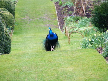 Bird on field against trees
