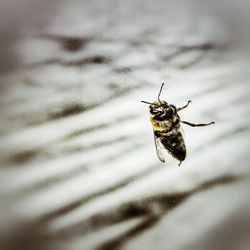 Close-up of insect