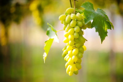 Close-up of grapes growing on tree