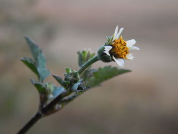 Close-up of white flowers