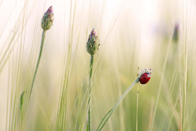 Close-up of ladybug on plant