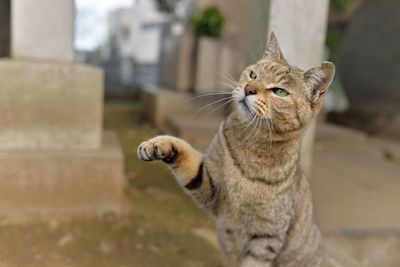 Close-up of cat rearing up on road