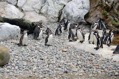 High angle view of penguin on pebbles