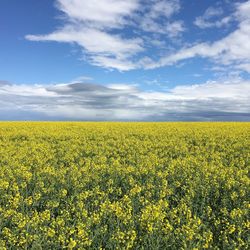 Scenic view of sunflower field against sky