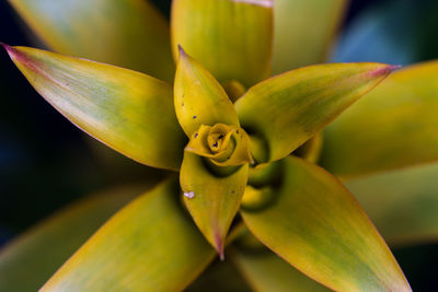 Close-up of yellow plant