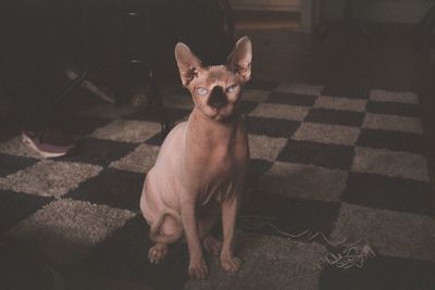 Portrait of dog standing on floor