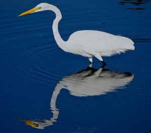 Close-up of white heron on lake