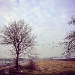 Bare tree on field against sky