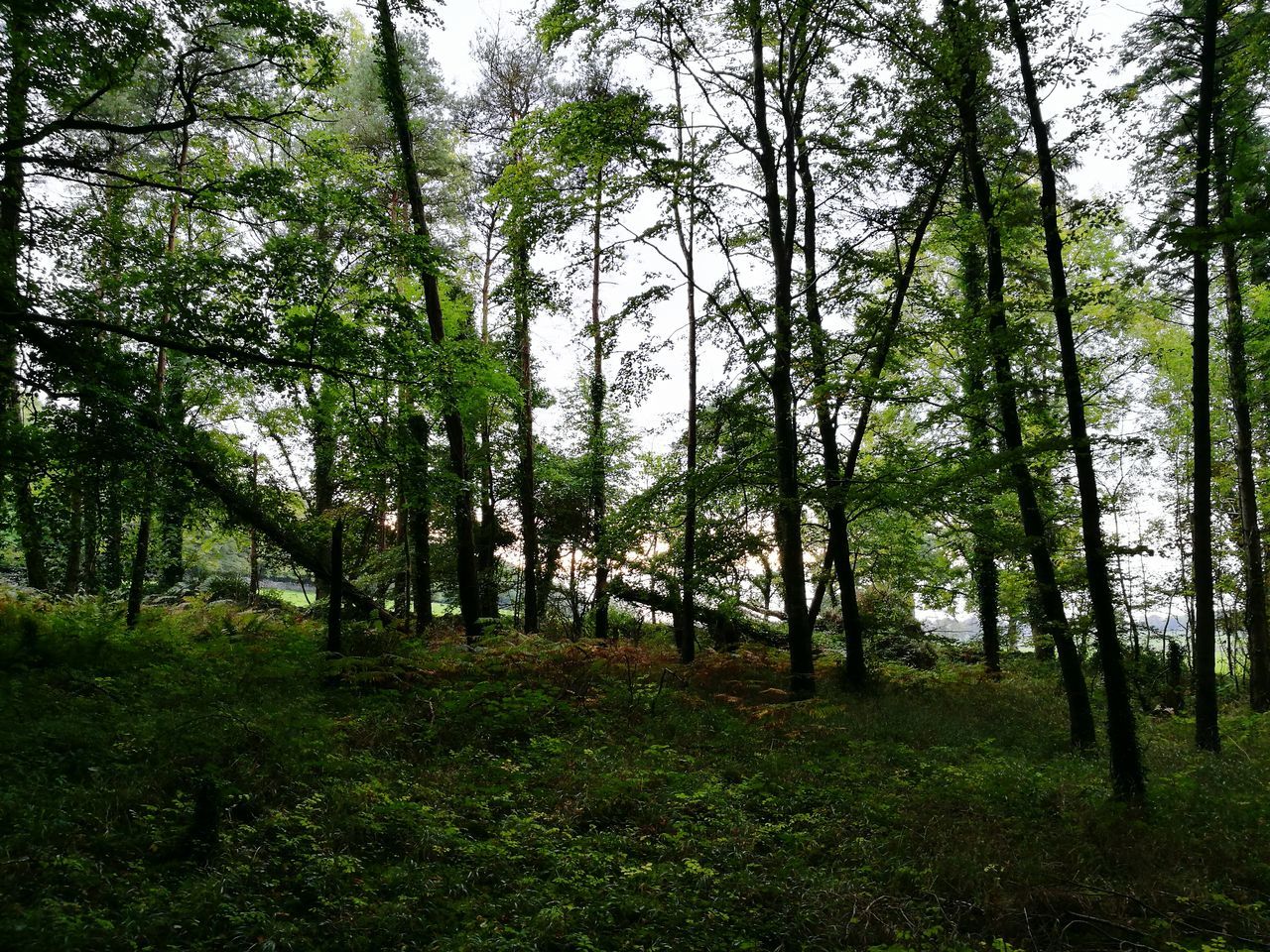 VIEW OF TREES IN GRASSY FOREST