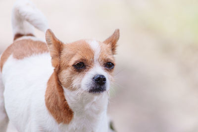 Close-up portrait of a dog