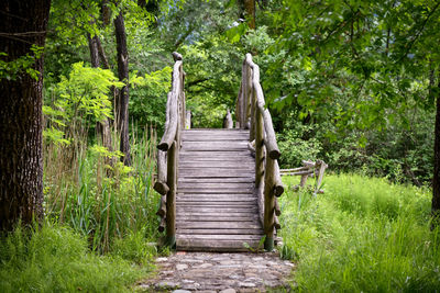 Wooden boardwalk amidst trees in forest