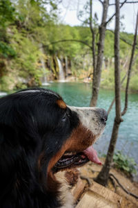 Close-up of dog looking away