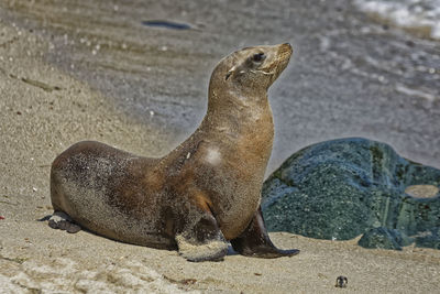 Close-up of sea lion on sand at beach