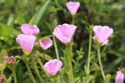 Close-up of pink flowering plant