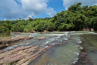 Scenic view of river amidst trees against sky